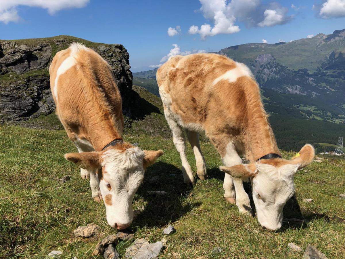 Chalet Sunneblick Grindelwald Dış mekan fotoğraf