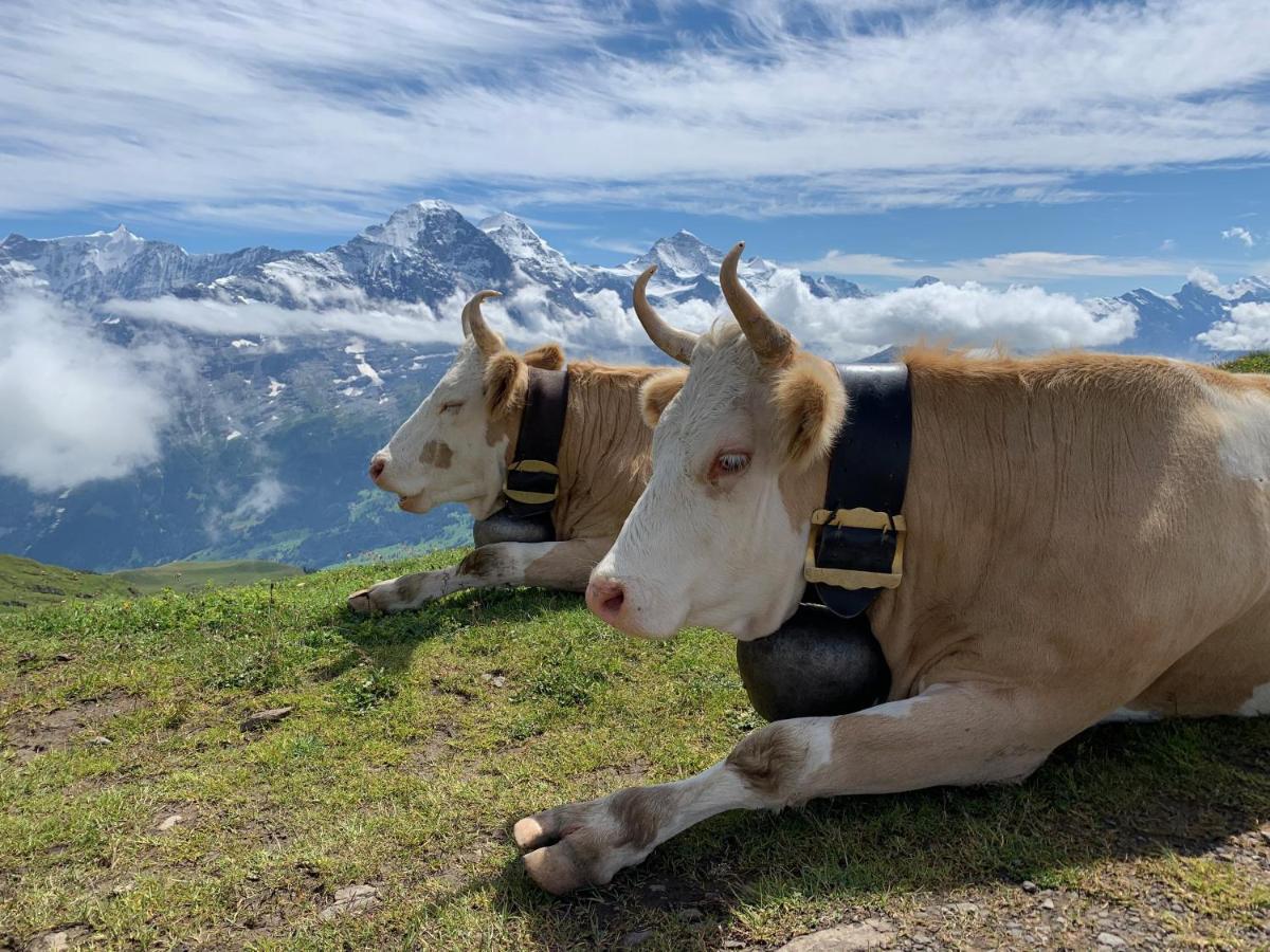 Chalet Sunneblick Grindelwald Dış mekan fotoğraf